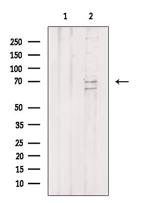 SHC Antibody in Western Blot (WB)