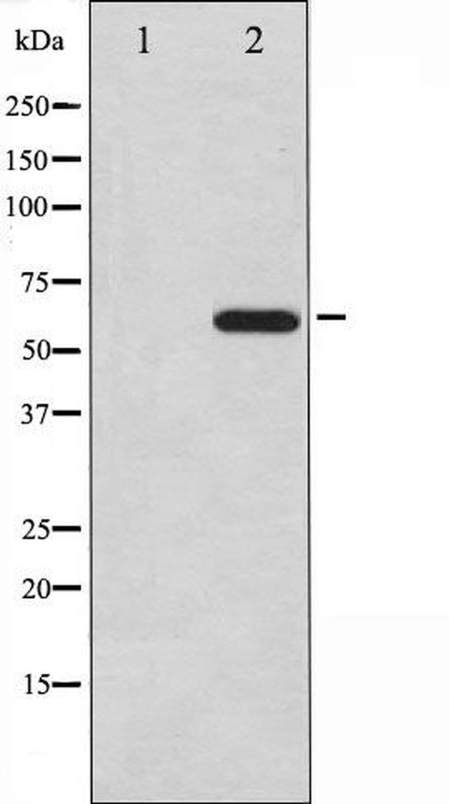 CDC25A Antibody in Western Blot (WB)