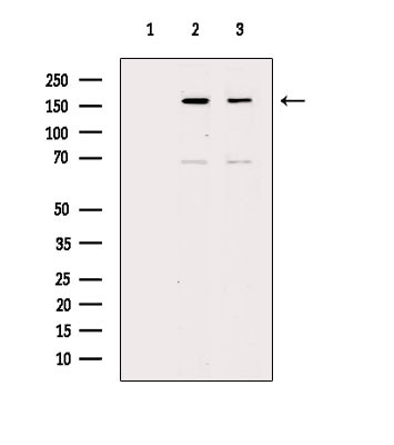 GP130 Antibody in Western Blot (WB)