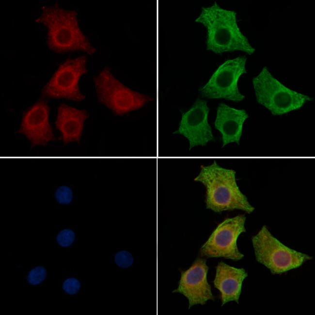 JNK1/JNK2/JNK3 Antibody in Immunocytochemistry (ICC/IF)