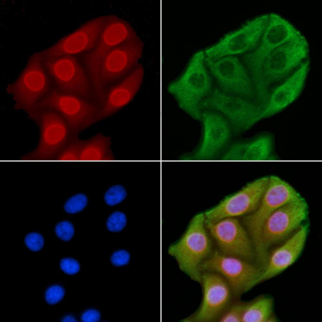 JNK1/JNK2/JNK3 Antibody in Immunocytochemistry (ICC/IF)