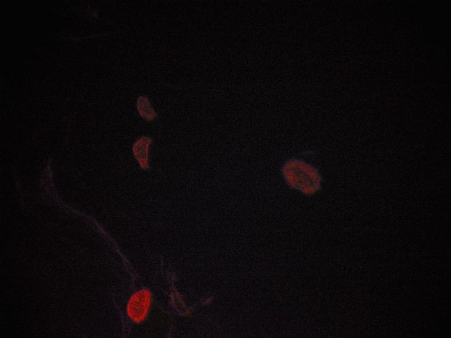 JNK1/JNK2/JNK3 Antibody in Immunocytochemistry (ICC/IF)