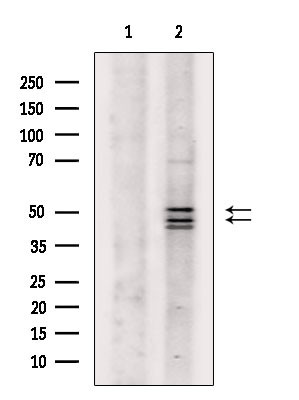 JNK1/JNK2/JNK3 Antibody in Western Blot (WB)