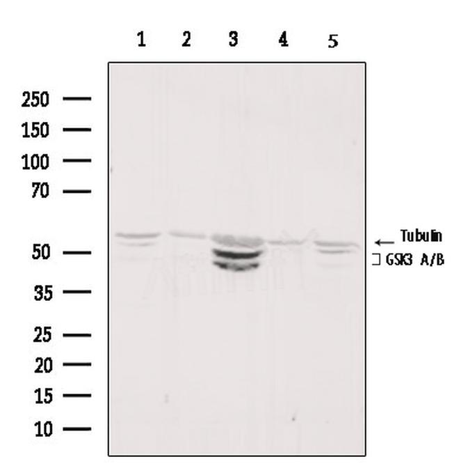 GSK3 alpha/beta Antibody in Western Blot (WB)