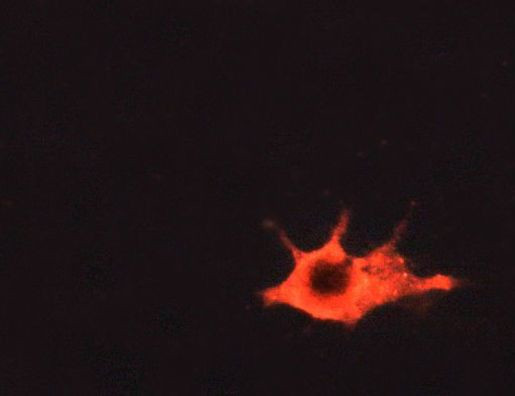 ETK Antibody in Immunocytochemistry (ICC/IF)