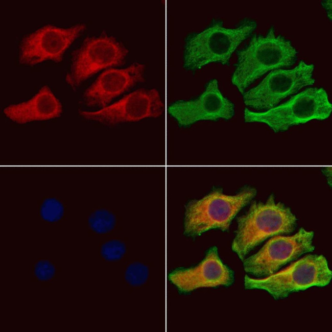 Ephrin B2 Antibody in Immunocytochemistry (ICC/IF)