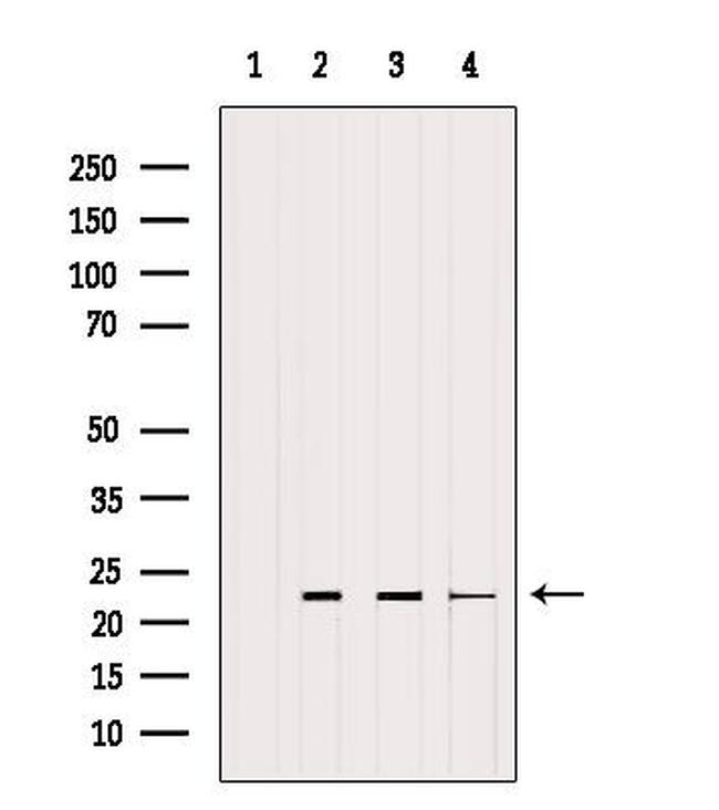 RHOA Antibody in Western Blot (WB)