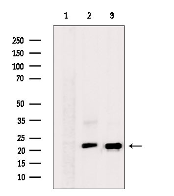 RHOA Antibody in Western Blot (WB)