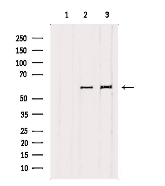 SMAD2/SMAD3 Antibody in Western Blot (WB)