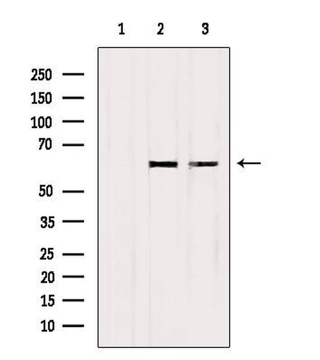 SMAD2/SMAD3 Antibody in Western Blot (WB)