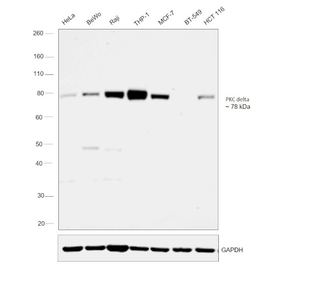 PKC delta Antibody in Western Blot (WB)