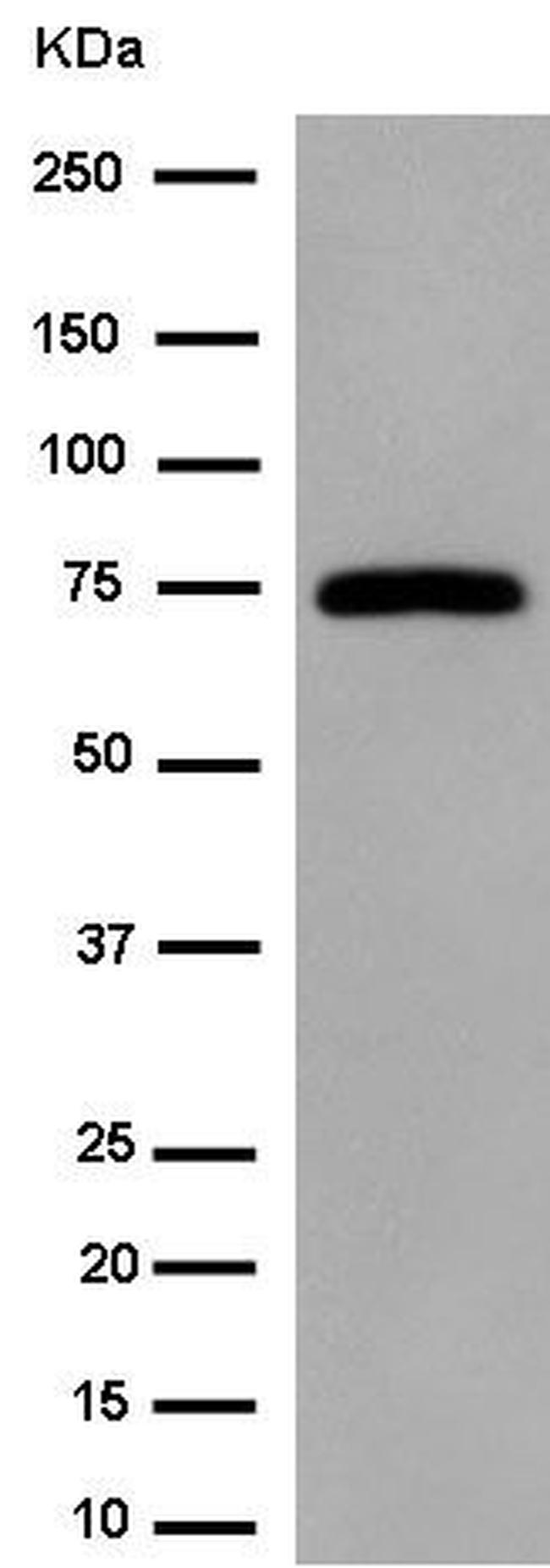 G3BP1 Antibody in Western Blot (WB)