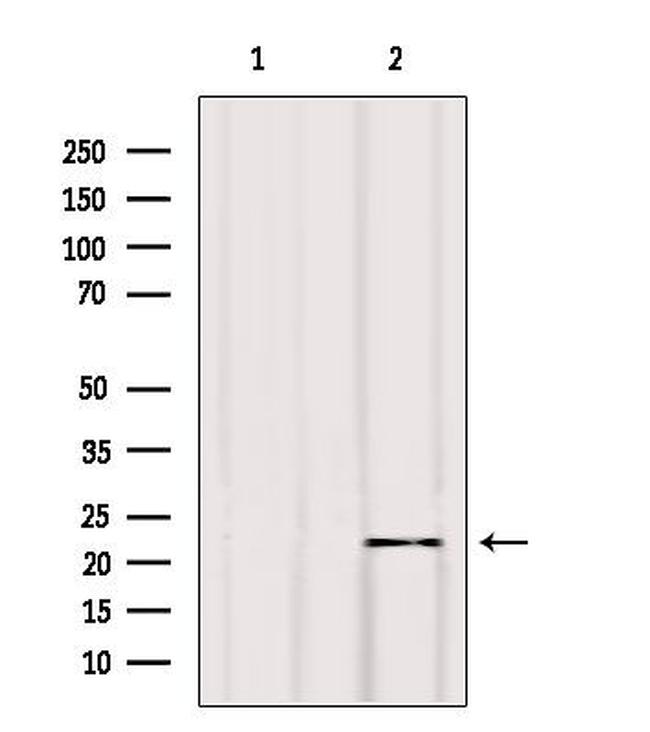 BIK Antibody in Western Blot (WB)