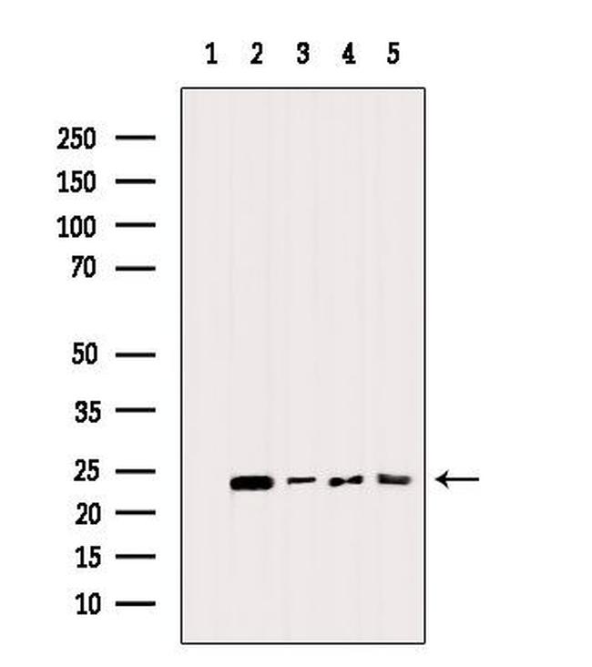 BIK Antibody in Western Blot (WB)