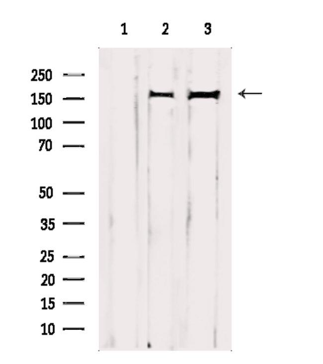 GRF-1 Antibody in Western Blot (WB)