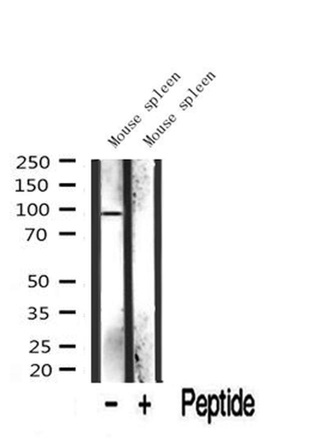 INCENP Antibody in Western Blot (WB)