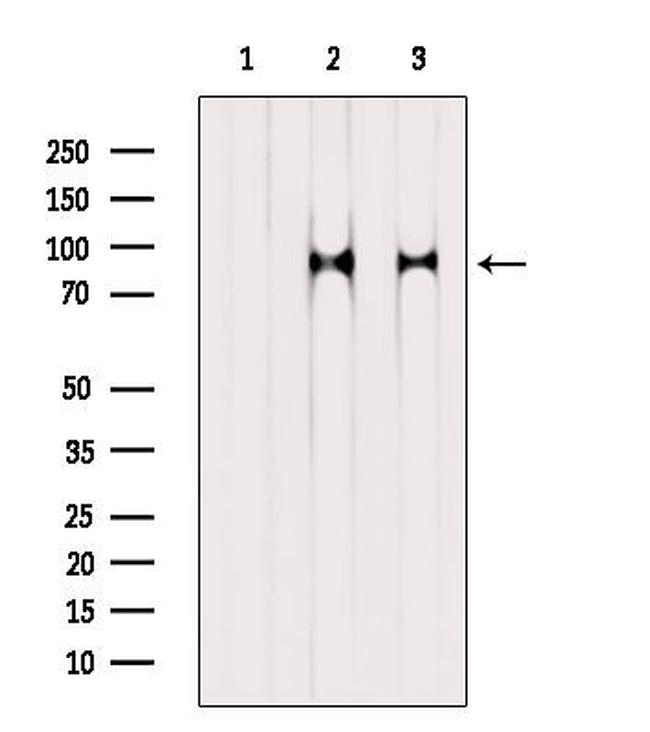 Phospho-TrkC (Tyr705) Antibody in Western Blot (WB)