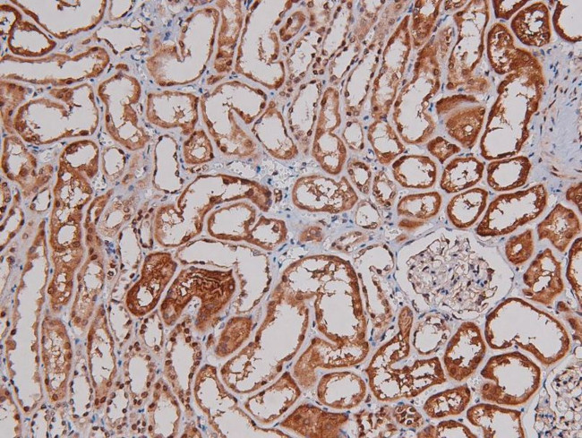 Phospho-p27 Kip1 (Thr157) Antibody in Immunohistochemistry (Paraffin) (IHC (P))