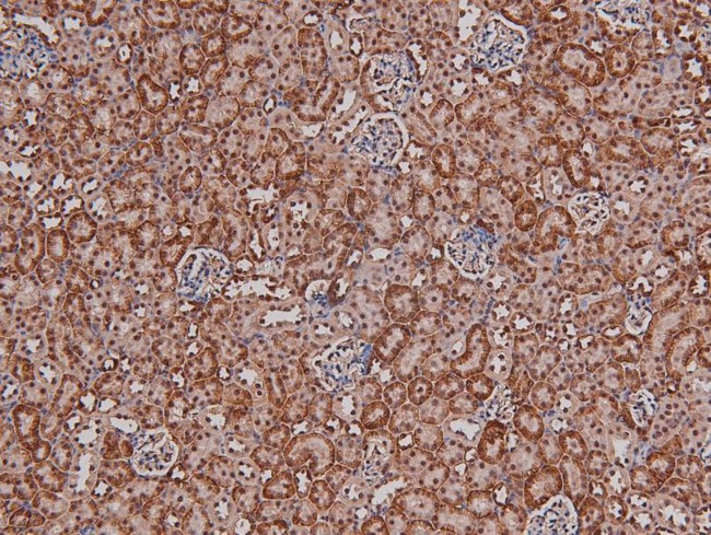 Phospho-p27 Kip1 (Thr157) Antibody in Immunohistochemistry (Paraffin) (IHC (P))