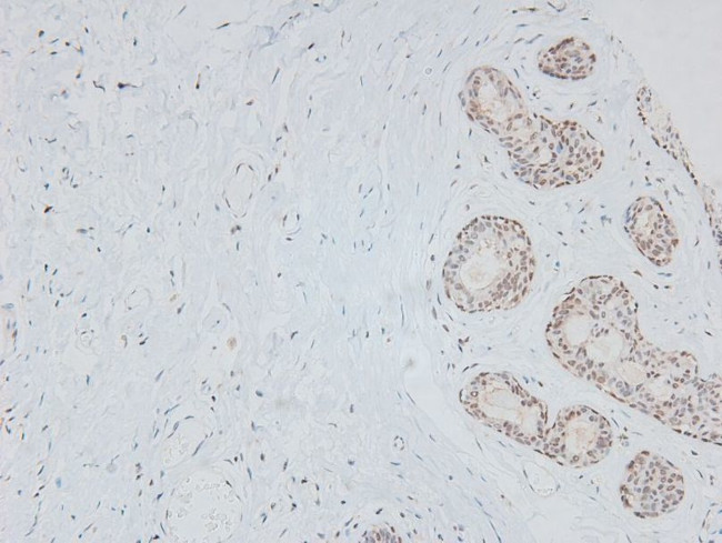 Phospho-p27 Kip1 (Ser178) Antibody in Immunohistochemistry (Paraffin) (IHC (P))