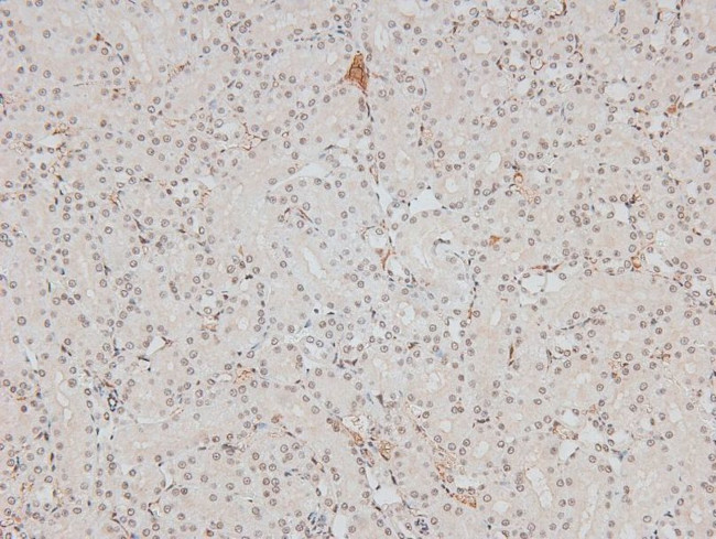 Phospho-p27 Kip1 (Ser178) Antibody in Immunohistochemistry (Paraffin) (IHC (P))