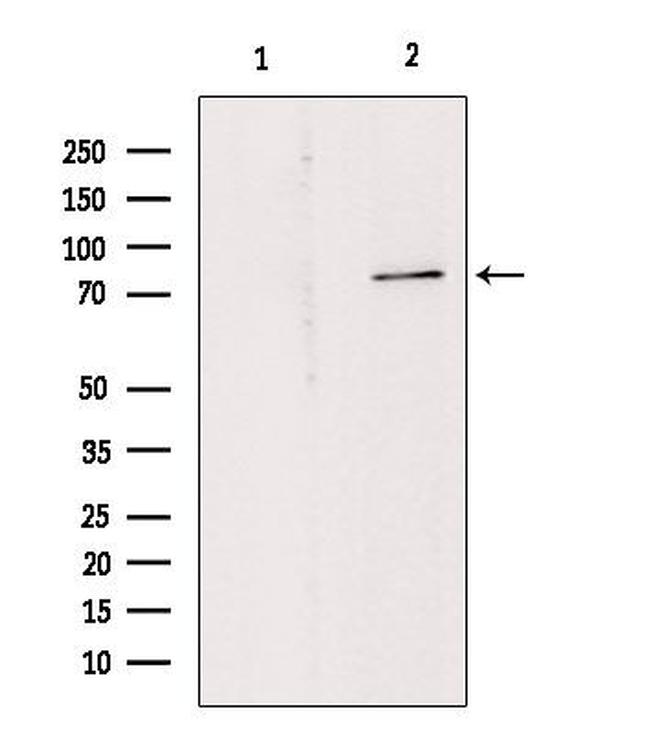 Phospho-PKC theta (Tyr90) Antibody in Western Blot (WB)