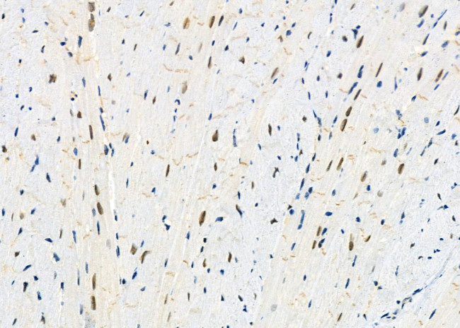 Ubiquilin 4 Antibody in Immunohistochemistry (Paraffin) (IHC (P))