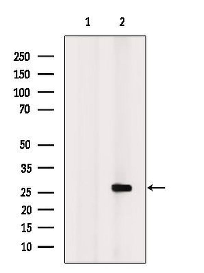 APOBEC3A Antibody in Western Blot (WB)