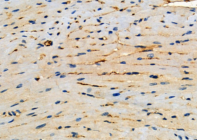 Ephrin B3 Antibody in Immunohistochemistry (Paraffin) (IHC (P))