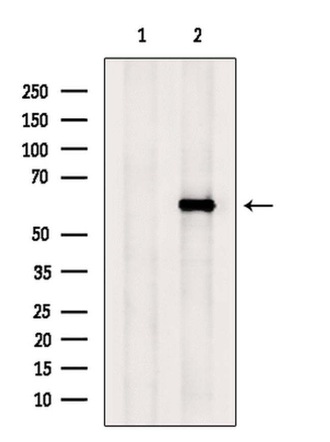 Ephrin B3 Antibody in Western Blot (WB)