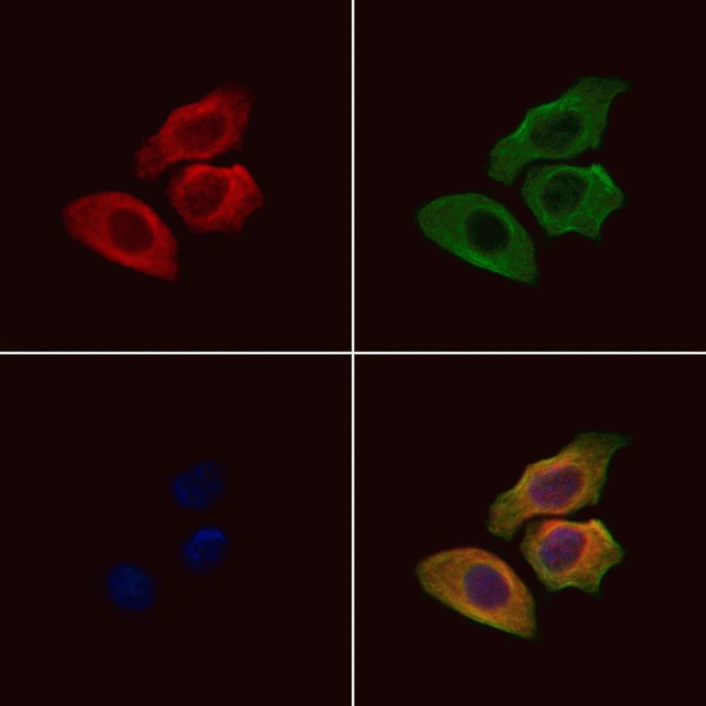 GPRC5C Antibody in Immunocytochemistry (ICC/IF)