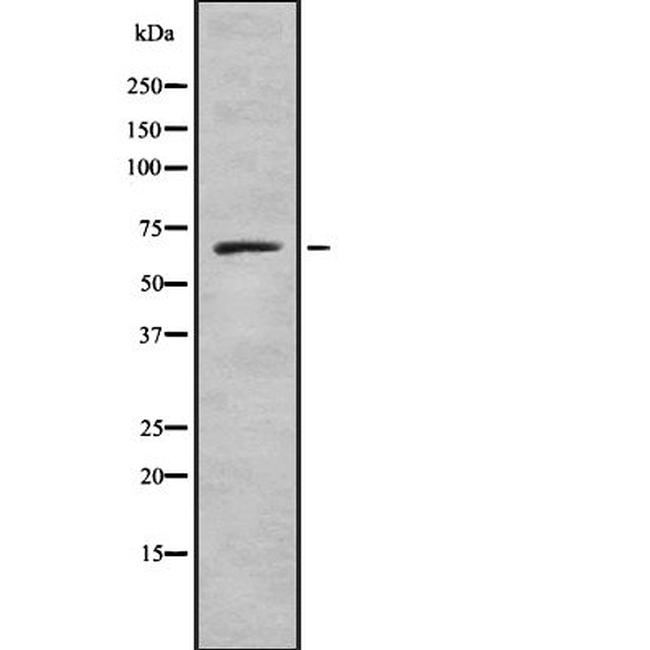 GRB10 Antibody in Western Blot (WB)