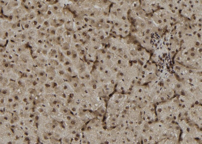 DUSP4 Antibody in Immunohistochemistry (Paraffin) (IHC (P))