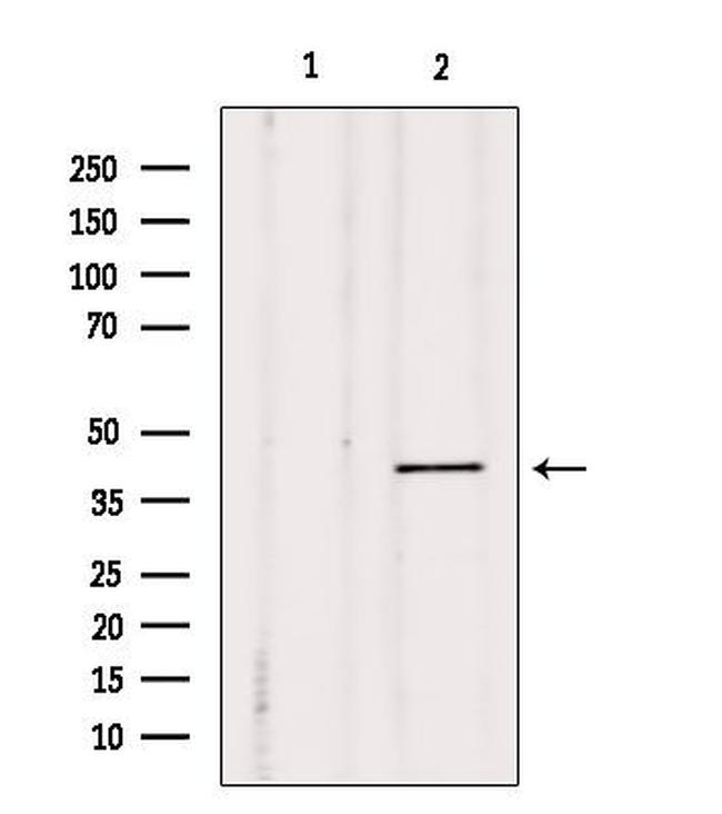 DUSP4 Antibody in Western Blot (WB)