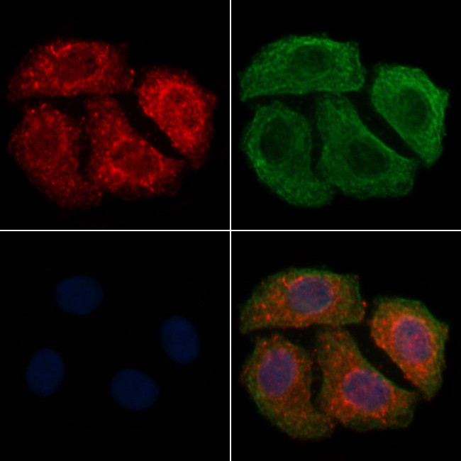 NEURL1 Antibody in Immunocytochemistry (ICC/IF)