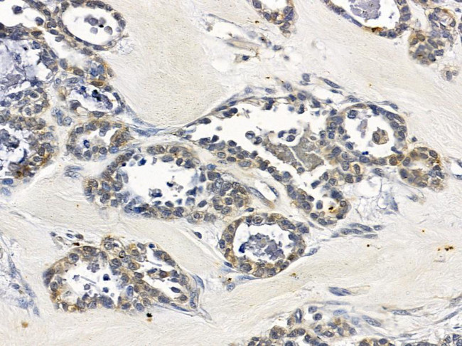 Nidogen Antibody in Immunohistochemistry (Paraffin) (IHC (P))