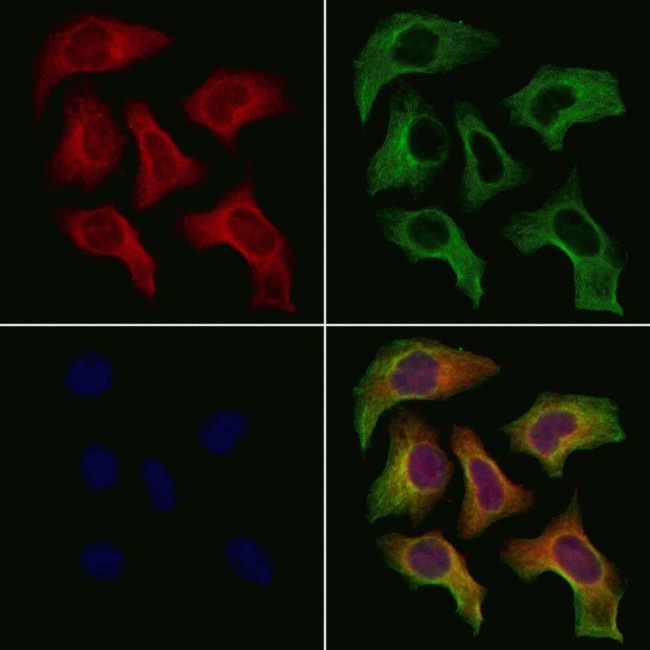 NMUR1 Antibody in Immunocytochemistry (ICC/IF)