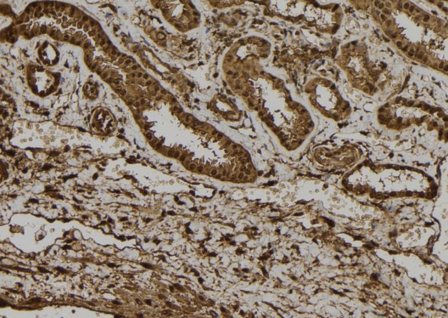 NRIP3 Antibody in Immunohistochemistry (Paraffin) (IHC (P))