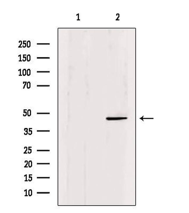 OCT6 Antibody in Western Blot (WB)