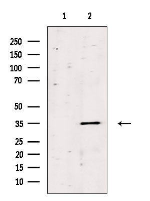 OR13C8 Antibody in Western Blot (WB)