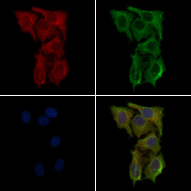 RRH Antibody in Immunocytochemistry (ICC/IF)