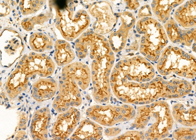 OLFML2B Antibody in Immunohistochemistry (Paraffin) (IHC (P))