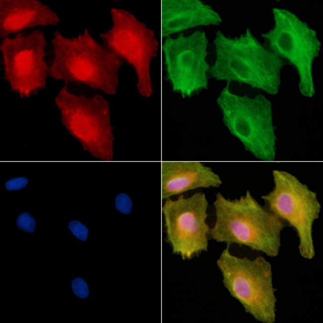 A26C2/A26C3 Antibody in Immunocytochemistry (ICC/IF)