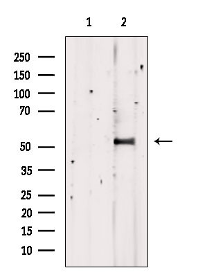 TDE1 Antibody in Western Blot (WB)