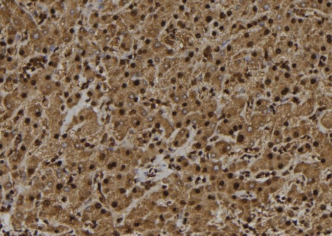 UBE3B Antibody in Immunohistochemistry (Paraffin) (IHC (P))