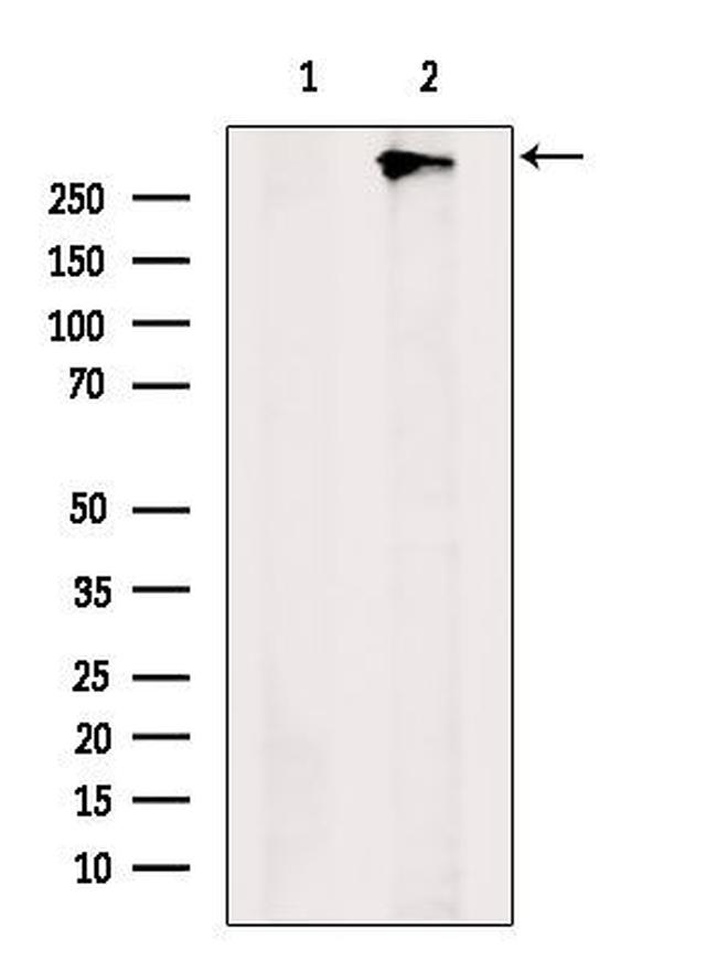 ZFHX4 Antibody in Western Blot (WB)