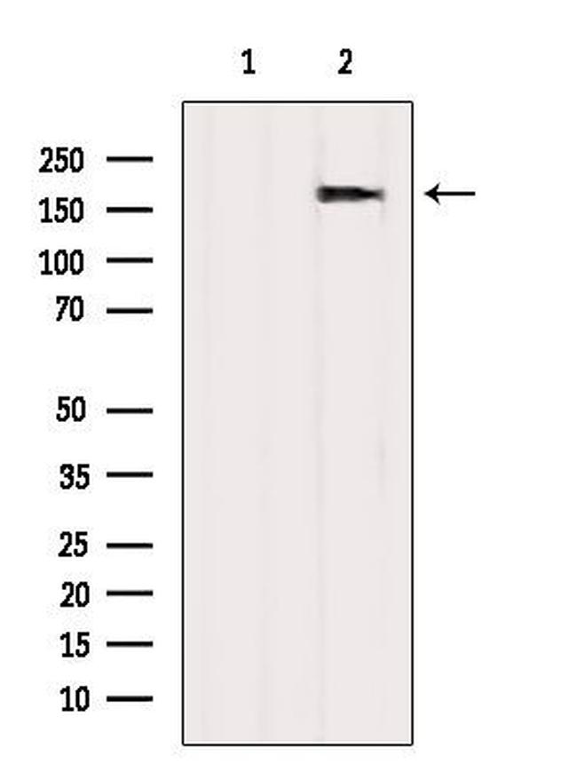 CDC2L5 Antibody in Western Blot (WB)