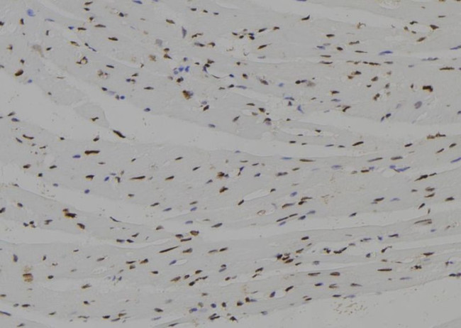 HEN2 Antibody in Immunohistochemistry (Paraffin) (IHC (P))