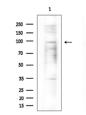 ZNF786 Antibody in Western Blot (WB)