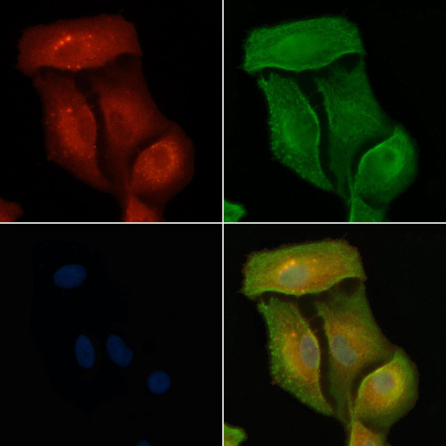 Kalirin Antibody in Immunocytochemistry (ICC/IF)